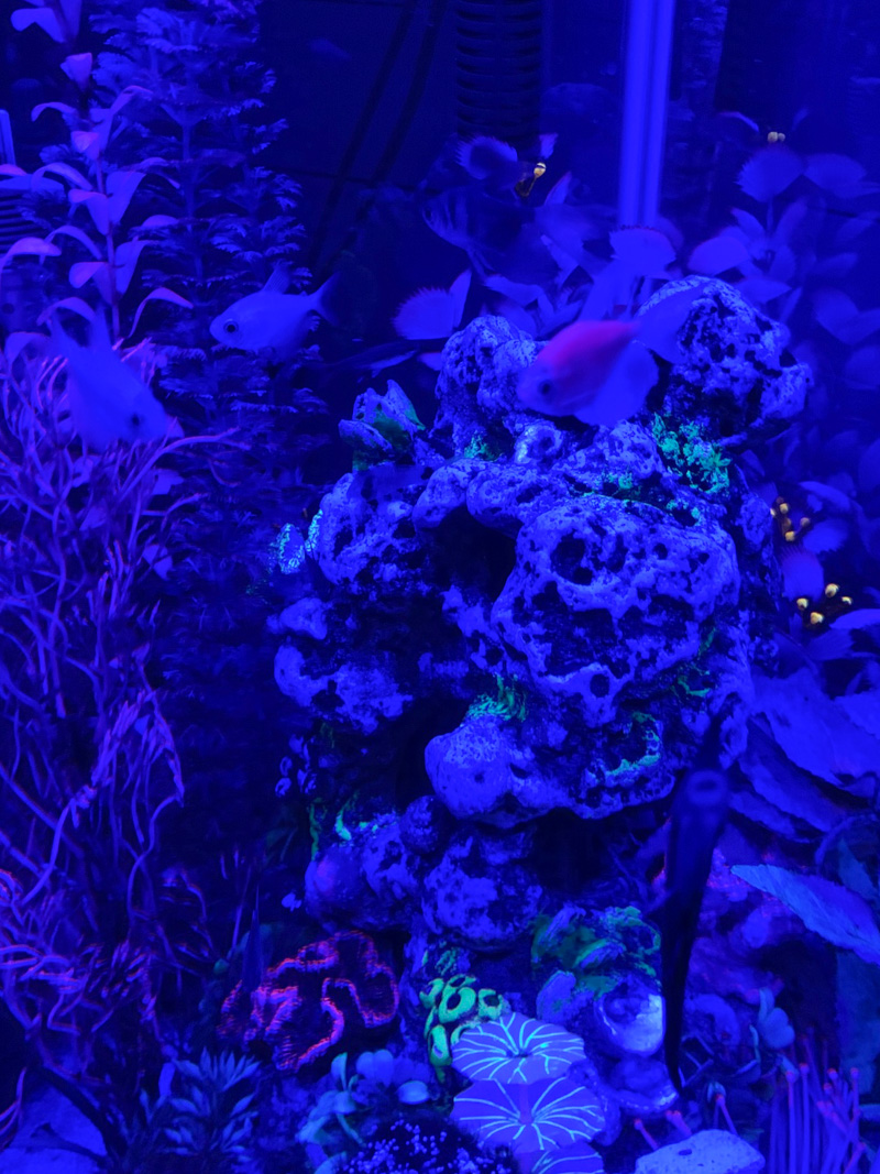 20 Gallon Fish Tank blue light for night time