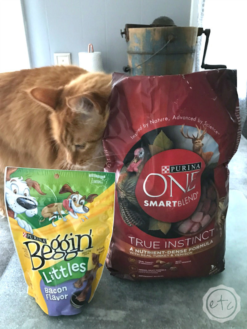 DIY Pet Bowl Stand (with Storage!) using an Antique Box