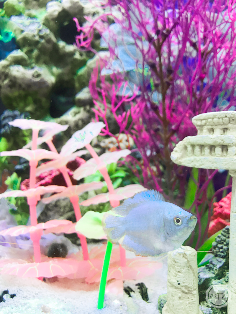 20 Gallon Fish Tank with fish