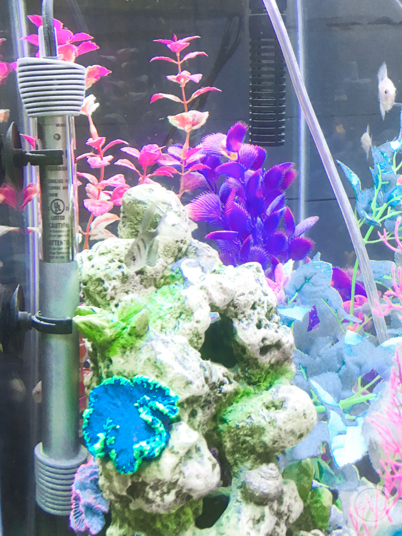 20 Gallon Fish Tank Water Heater