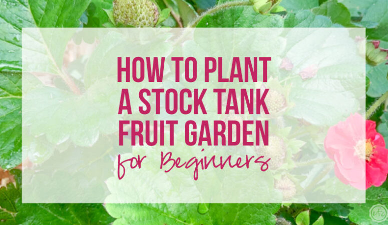 How to Plant an Easy Beginner Stock Tank Fruit Garden