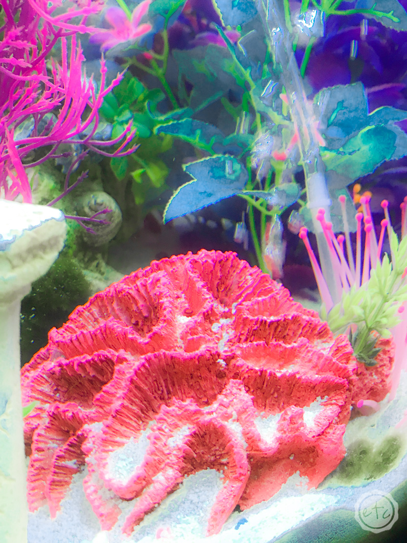 20 Gallon Fish Tank Small Coral Bubbler