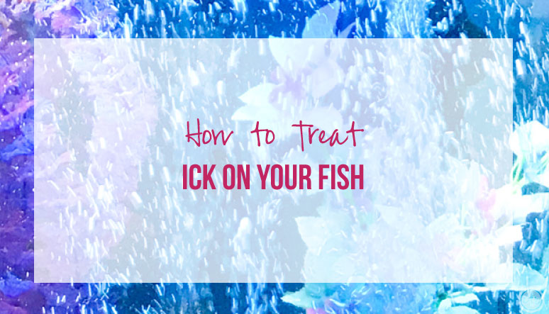 How to Treat Ick on Your Fish