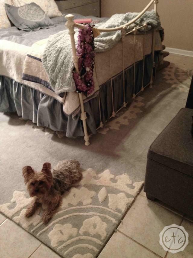 Why my BRAND NEW Safavieh Rug Cost $250 dollars in Cleaning Fees!
